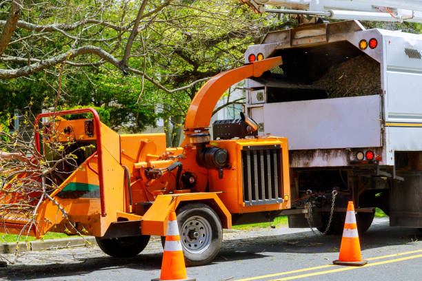 Professional Tree Services in Arcola, IL