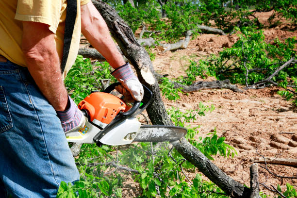 Best Seasonal Cleanup (Spring/Fall)  in Arcola, IL